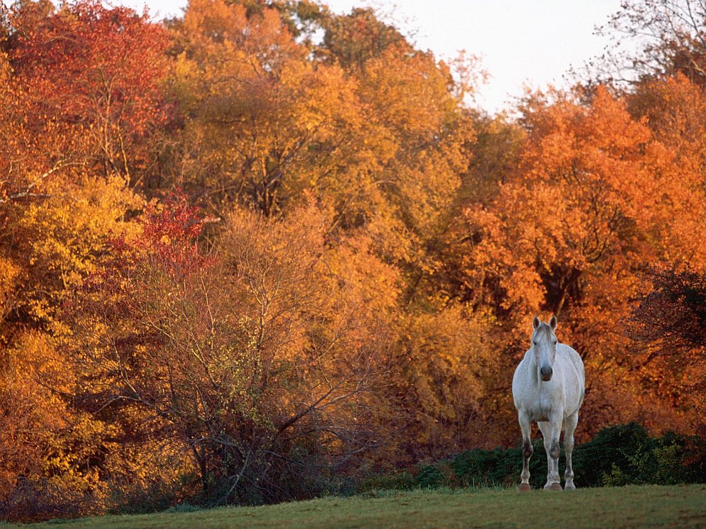 Warmblood, Tewkesbury Manor, Maryland